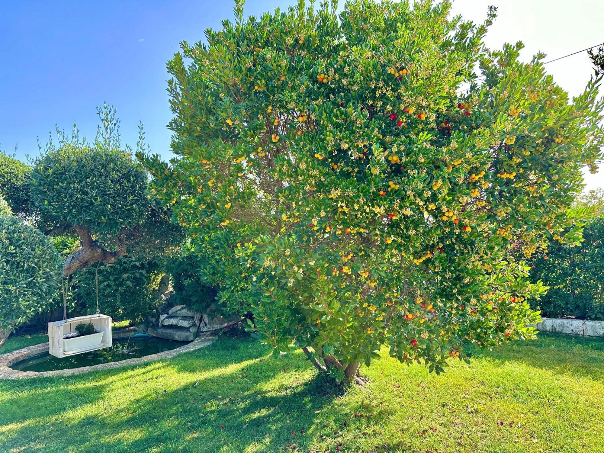Trulli Fenice Alberobello Oda fotoğraf
